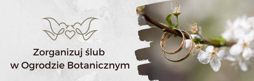 Ślub w plenerze lub w Dworku Kościuszków!